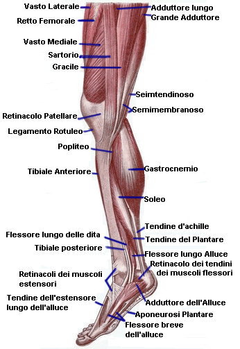 muscoli della gamba